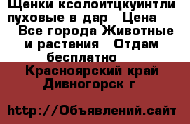 Щенки ксолоитцкуинтли пуховые в дар › Цена ­ 1 - Все города Животные и растения » Отдам бесплатно   . Красноярский край,Дивногорск г.